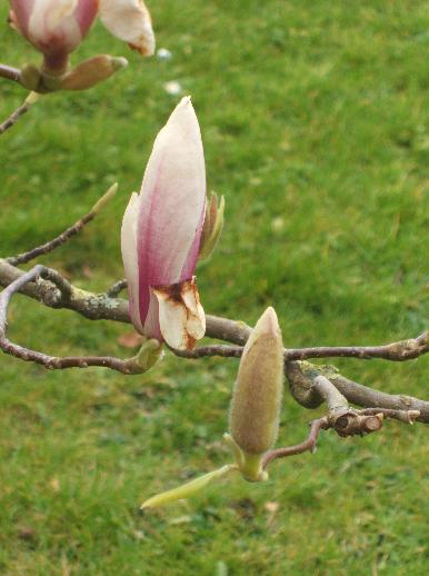 buds-on-magnolia.jpg