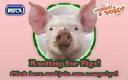 RSPCA campaign for pig welfare